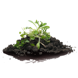Forest Floor